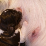 Drentsche Patrijshond pups