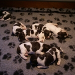 Drentsche Patrijshond pup