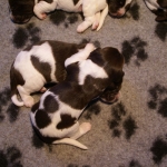 Drentsche Patrijshond pup