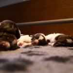 Drentsche Patrijshond pup