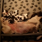 Drentsche Patrijshond pup