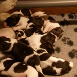 Drentsche Patrijshond pup