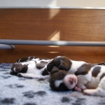 Drentsche Patrijshond pup