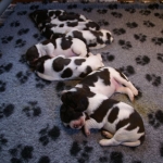 Drentsche Patrijshond pup