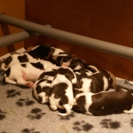 Drentsche Patrijshond pup