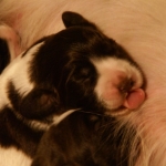 Drentsche Patrijshond pup