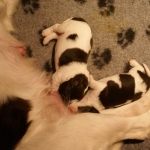 Drentsche Patrijshond pup