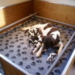 Drentsche Patrijshond pup