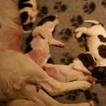 Drentsche Patrijshond pup
