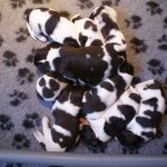 Drentsche Patrijshond pup