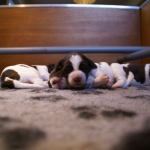 Drentsche Patrijshond pup
