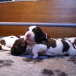 Drentsche Patrijshond pup
