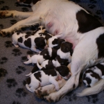 Drentsche Patrijshond pup