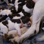 Drentsche Patrijshond pup