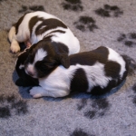 Drentsche Patrijshond pup