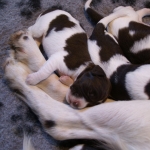 Drentsche Patrijshond pup