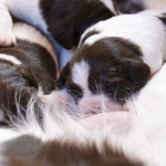 Drentsche Patrijshond pup