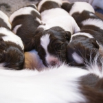 Drentsche Patrijshond pup