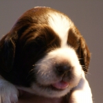 Drentsche Patrijshond pup