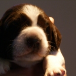 Drentsche Patrijshond pup