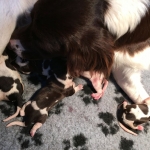Drentsche Patrijshond pups
