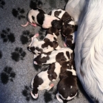 Drentsche Patrijshond pups