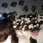 Drentsche Patrijshond pups