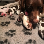 Drentsche Patrijshond pups