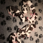 Drentsche Patrijshond pups