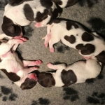 Drentsche Patrijshond pups