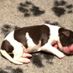 Drentsche Patrijshond pups