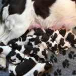 Drentsche Patrijshond pups