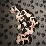 Drentsche Patrijshond pup