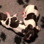 Drentsche Patrijshond pups
