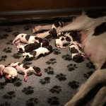 Drentsche Patrijshond pups