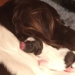 Drentsche Patrijshond pups