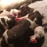 Drentsche Patrijshond pups