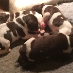 Drentsche Patrijshond pups