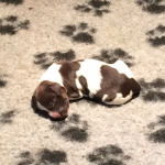 Drentsche Patrijshond pups