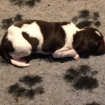 Drentsche Patrijshond pups