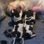 Drentsche Patrijshond pups