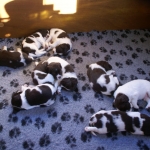 Drentsche Patrijshond pups