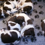 Drentsche Patrijshond pups