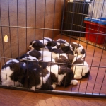 Drentsche Patrijshond pups
