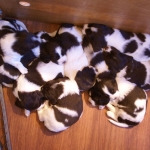 Drentsche Patrijshond pups