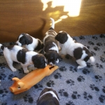 Drentsche Patrijshond pups