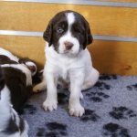 Drentsche Patrijshond pups