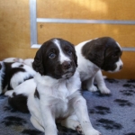 Drentsche Patrijshond pups