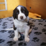 Drentsche Patrijshond pups