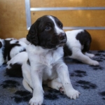 Drentsche Patrijshond pups
